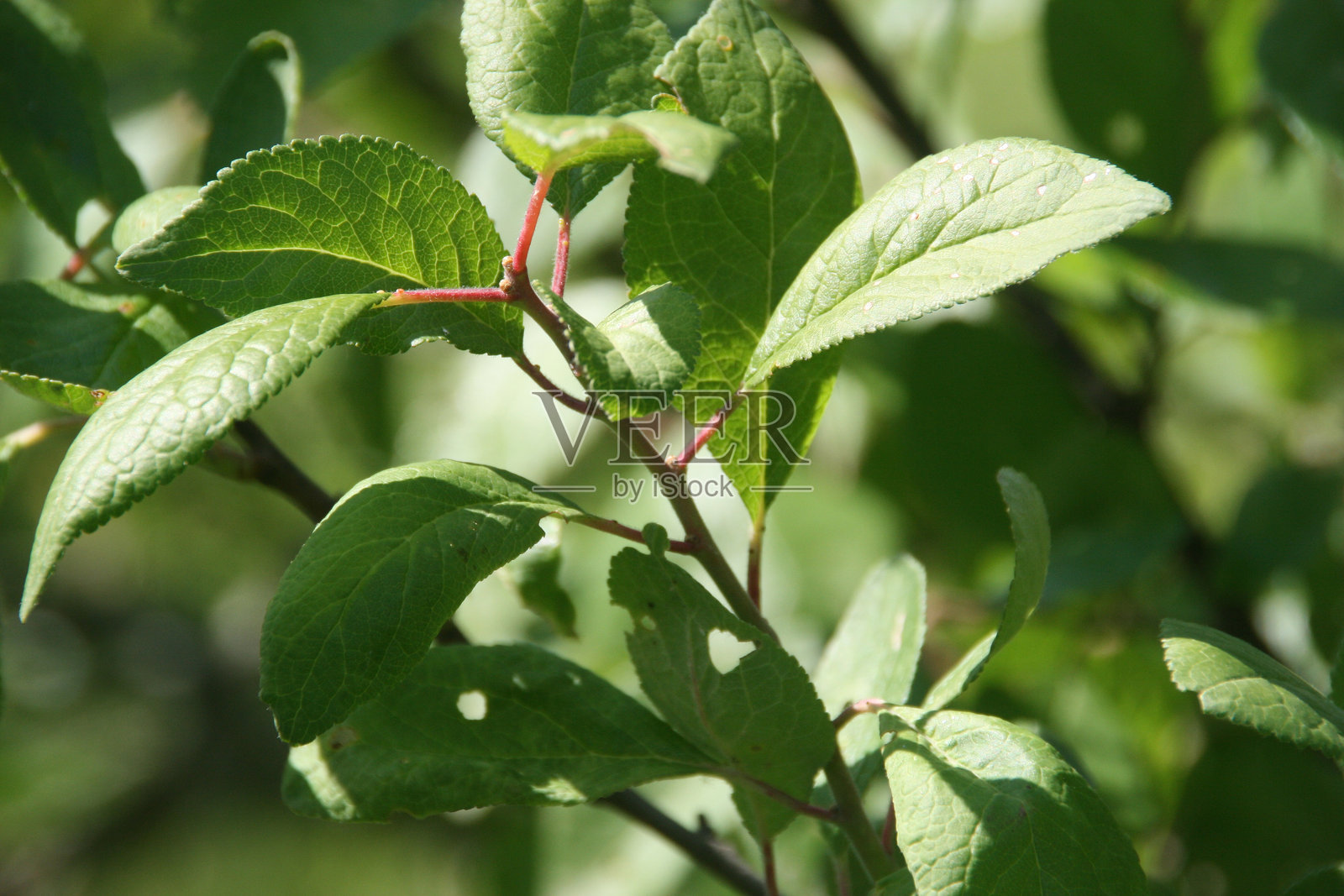 绿色的叶子照片摄影图片