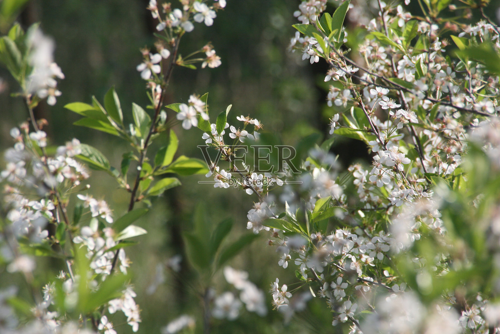 樱花照片摄影图片