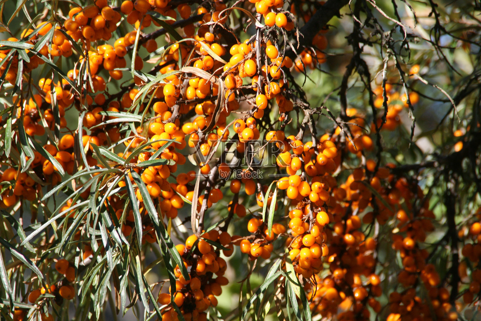 海棠果树的枝条和果实照片摄影图片