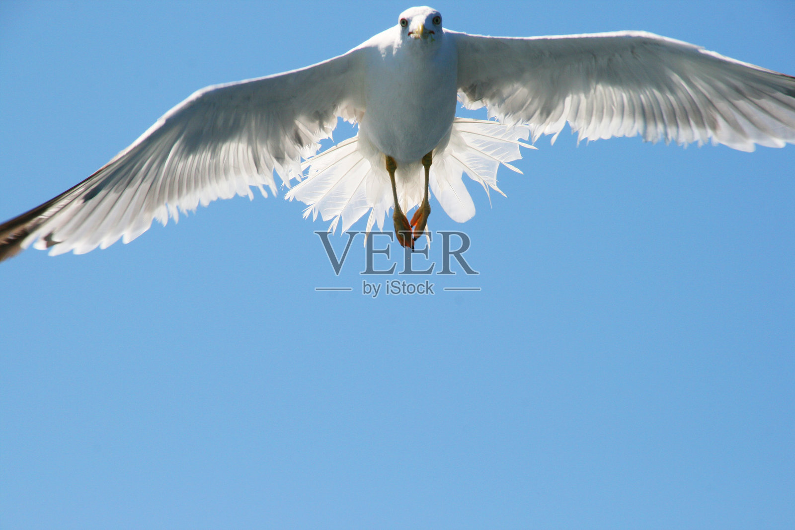海鸥飞行的特写镜头照片摄影图片