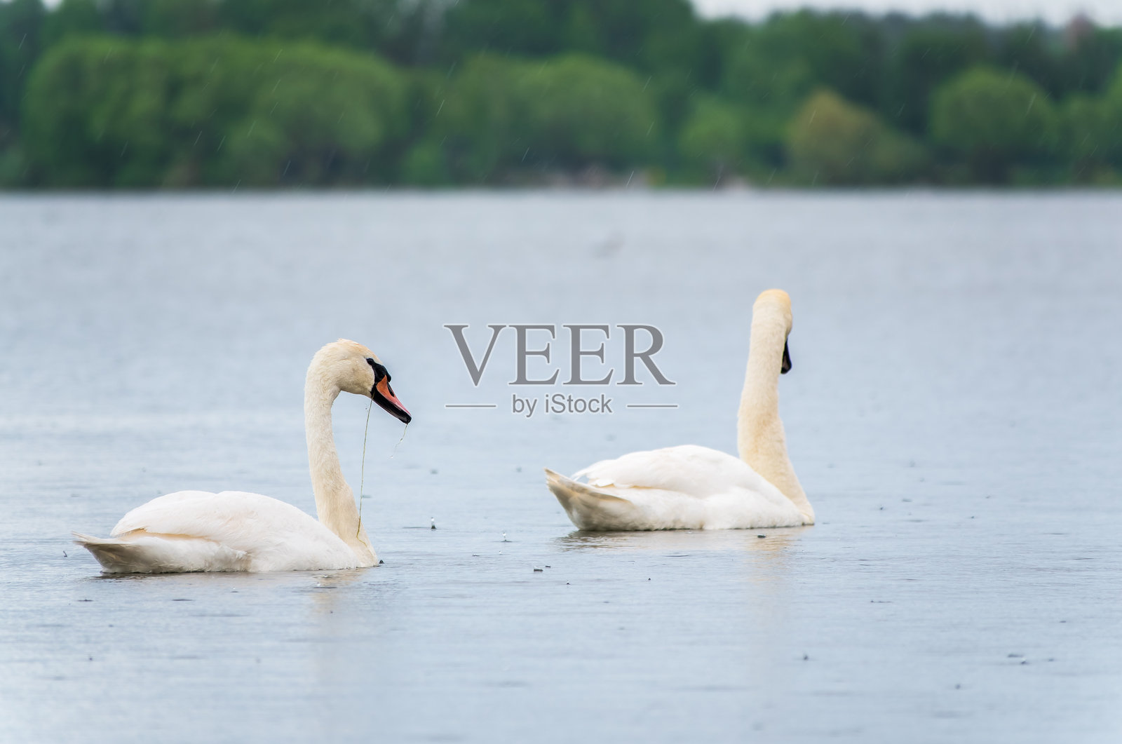 两只优雅的白天鹅在湖中游泳，野生天鹅照片摄影图片