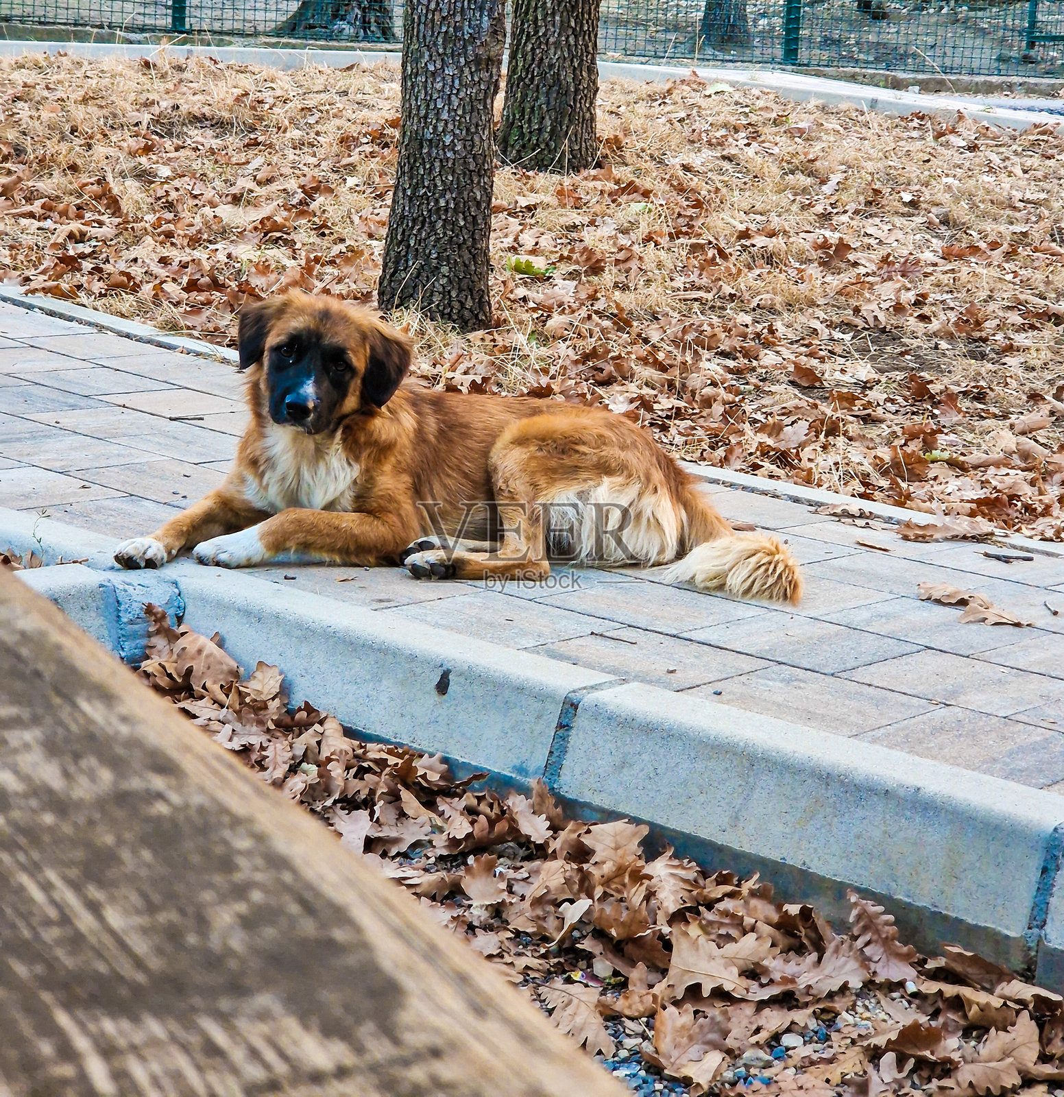 狗照片摄影图片