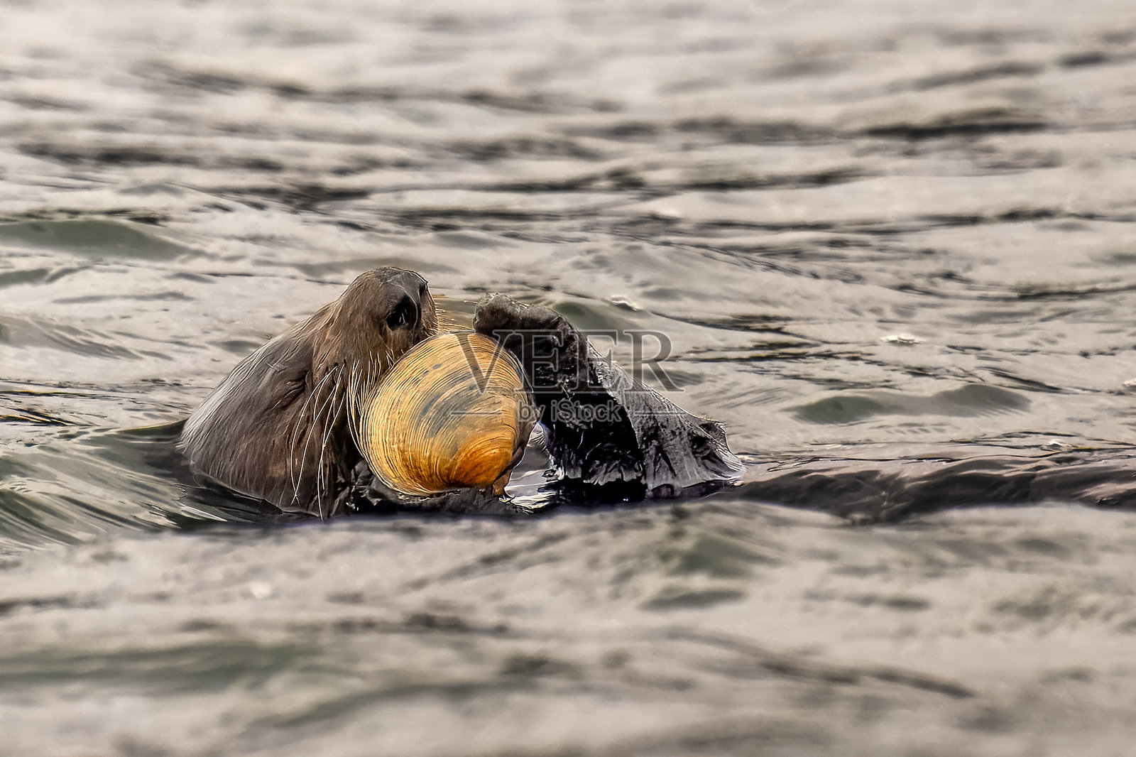 海獺照片摄影图片