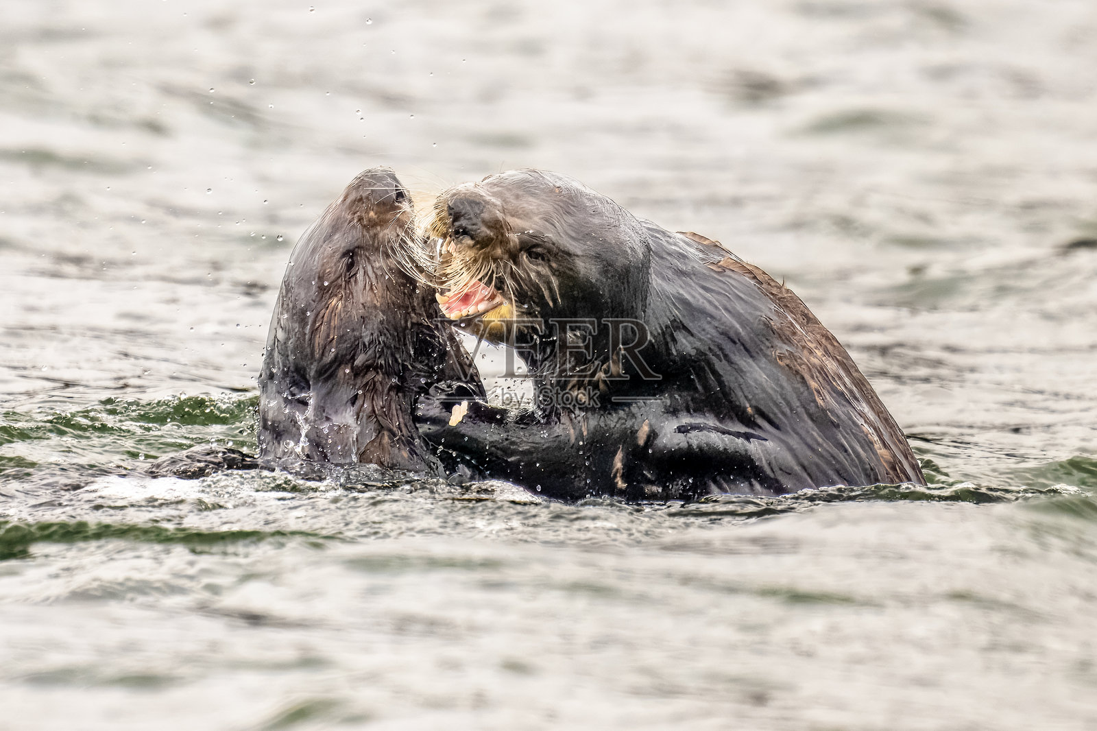 海獺照片摄影图片