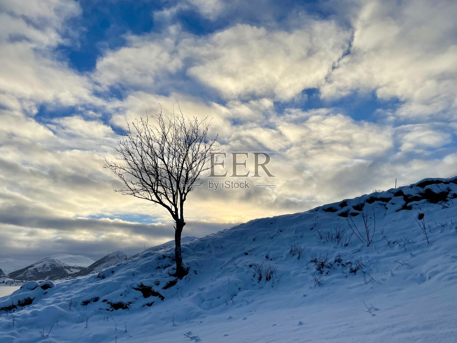 孤独的树照片摄影图片