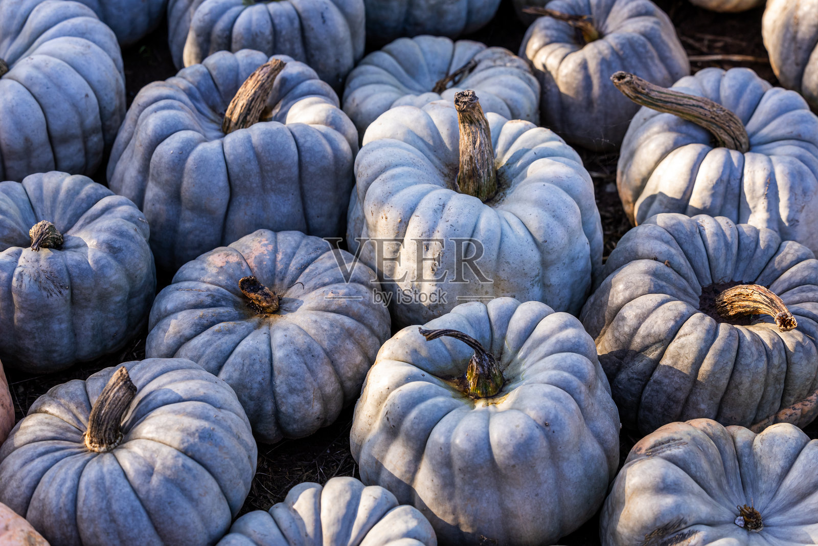阳光照耀下的蓝色南瓜堆照片摄影图片