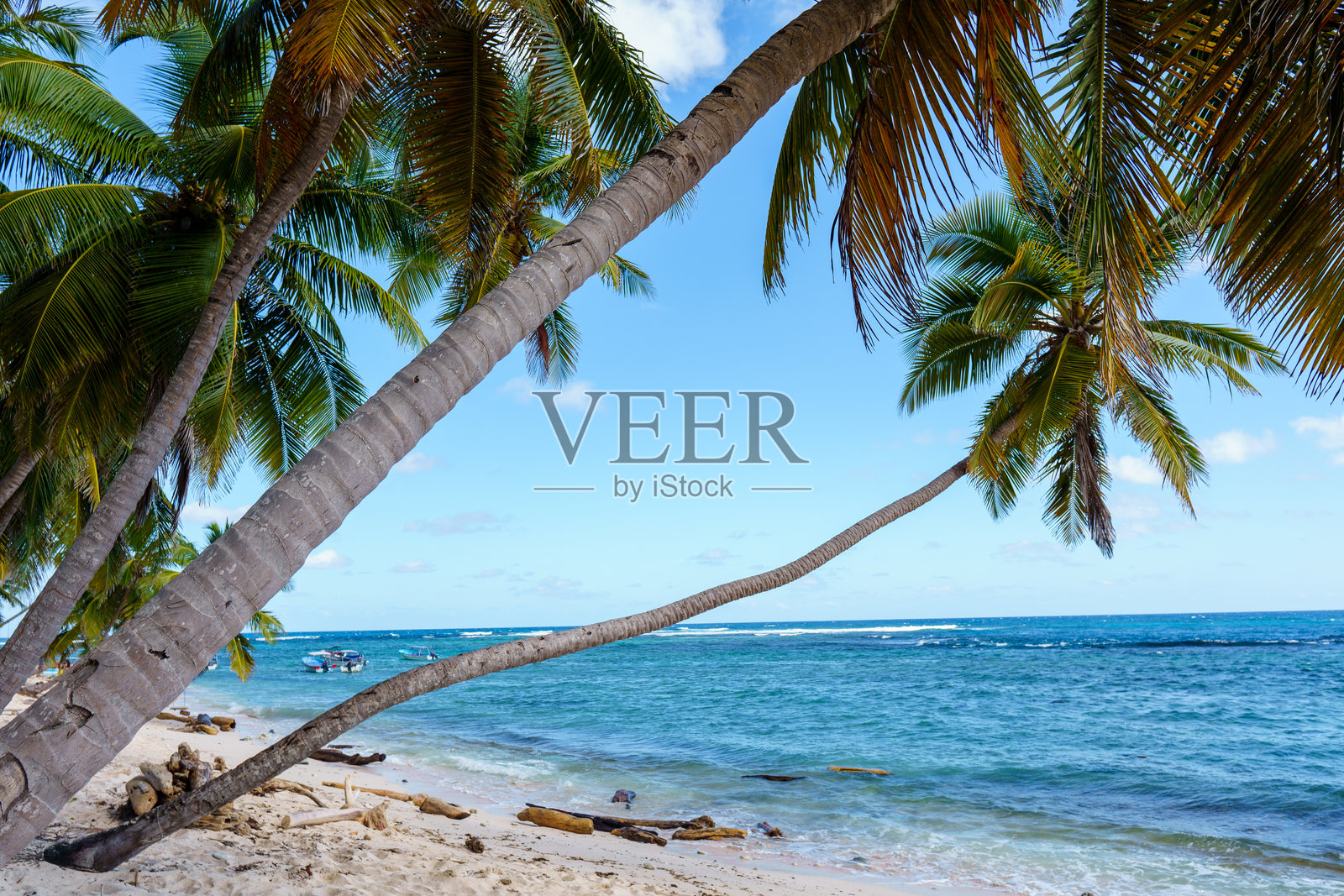 加勒比海的热带沙滩，椰子棕榈树摇曳生姿照片摄影图片