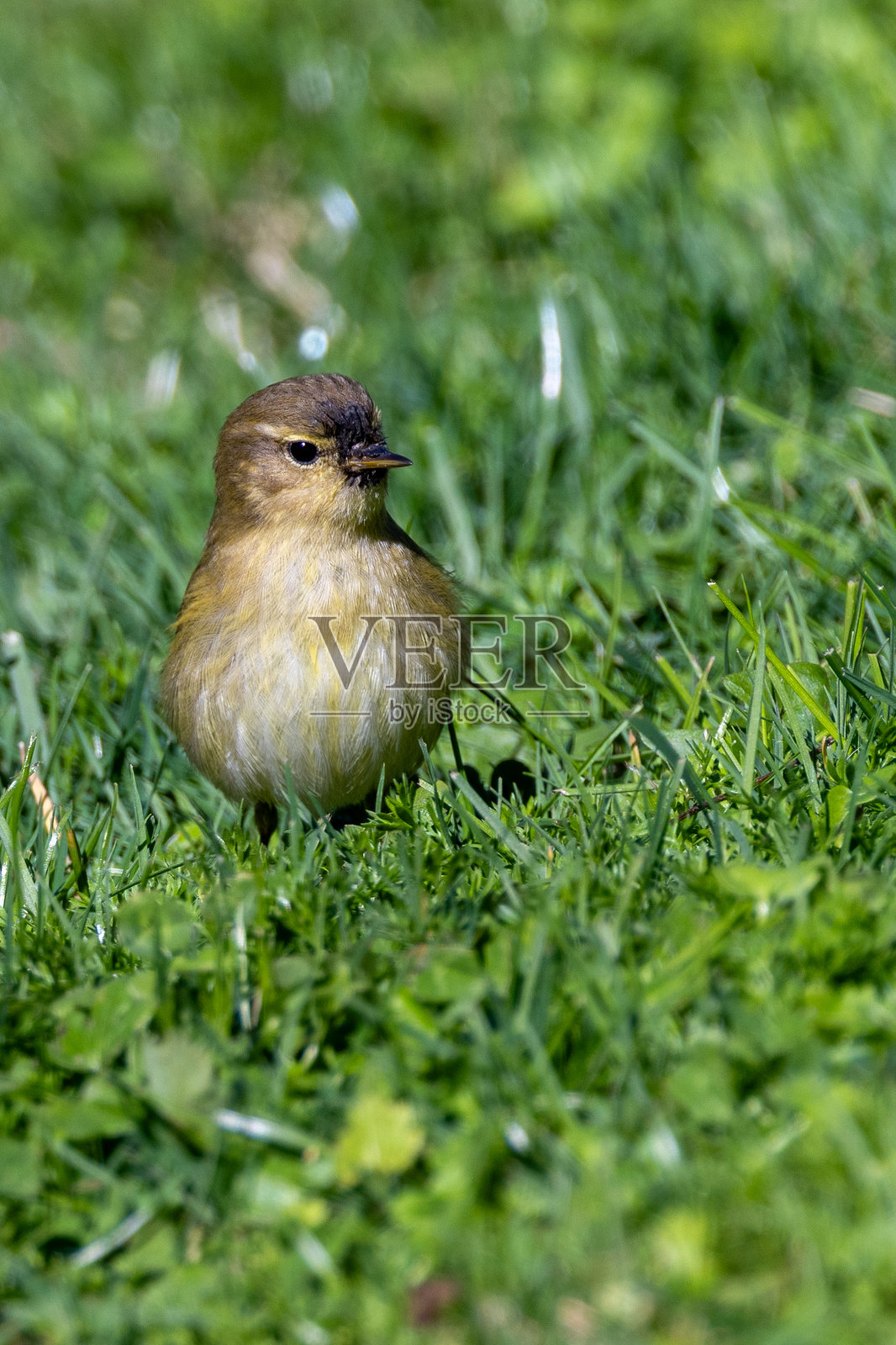 普通柳莺（Phylloscopus collybita） - 分布于欧洲、亚洲和北非 - 葡萄牙里斯本照片摄影图片