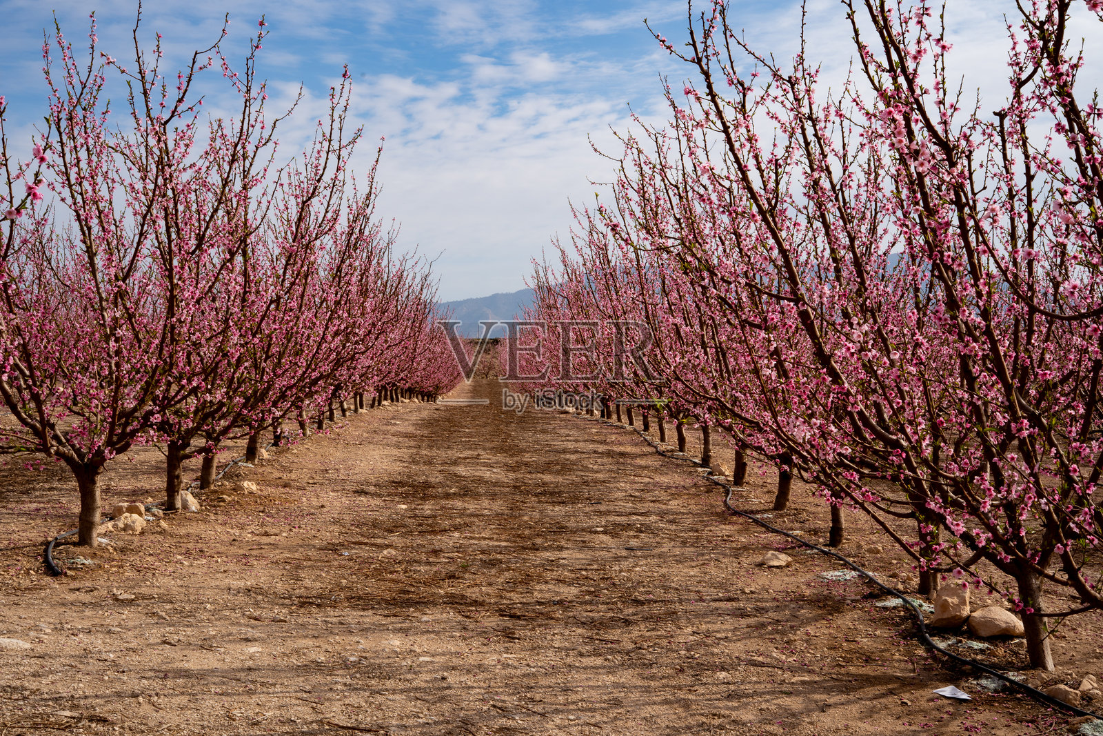 盛开的桃树，西耶拉，穆尔西亚照片摄影图片