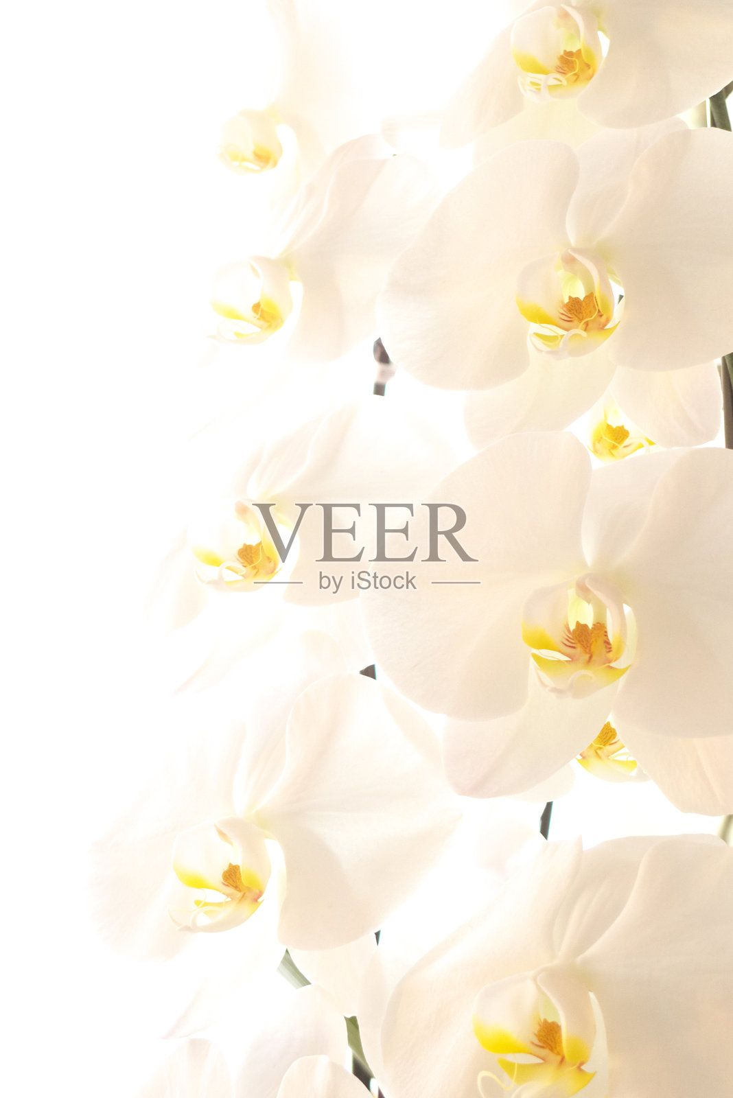 日本美丽的蝴蝶兰花照片摄影图片