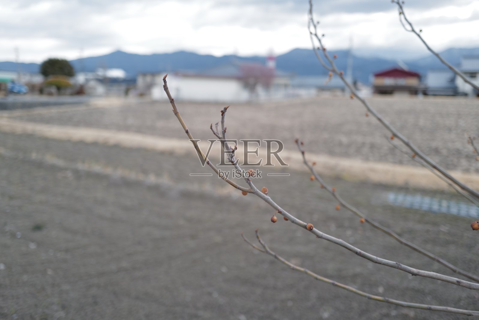 在日本长野县小牧市的公共道路和冰冻池塘公园中漫步的寒冷冬晨。照片摄影图片