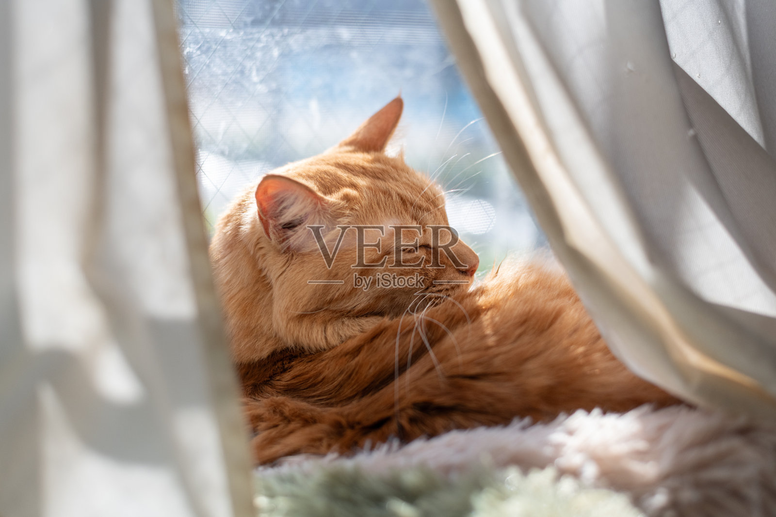 可爱的猫咪在窗边放松。照片摄影图片