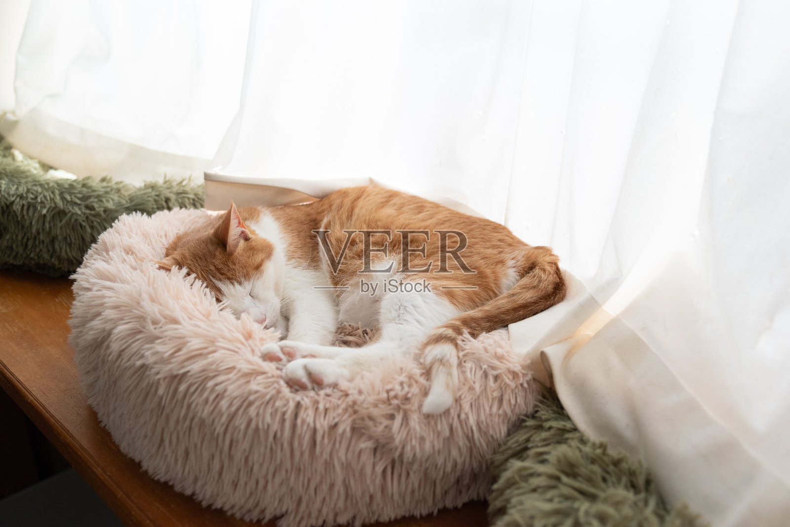 可爱的猫咪在窗边睡觉照片摄影图片