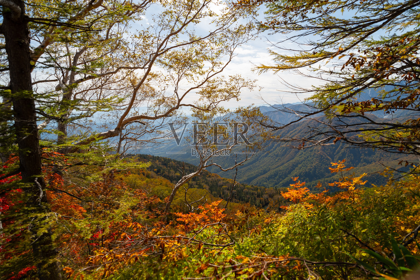 长野县高原上美丽的秋叶照片摄影图片