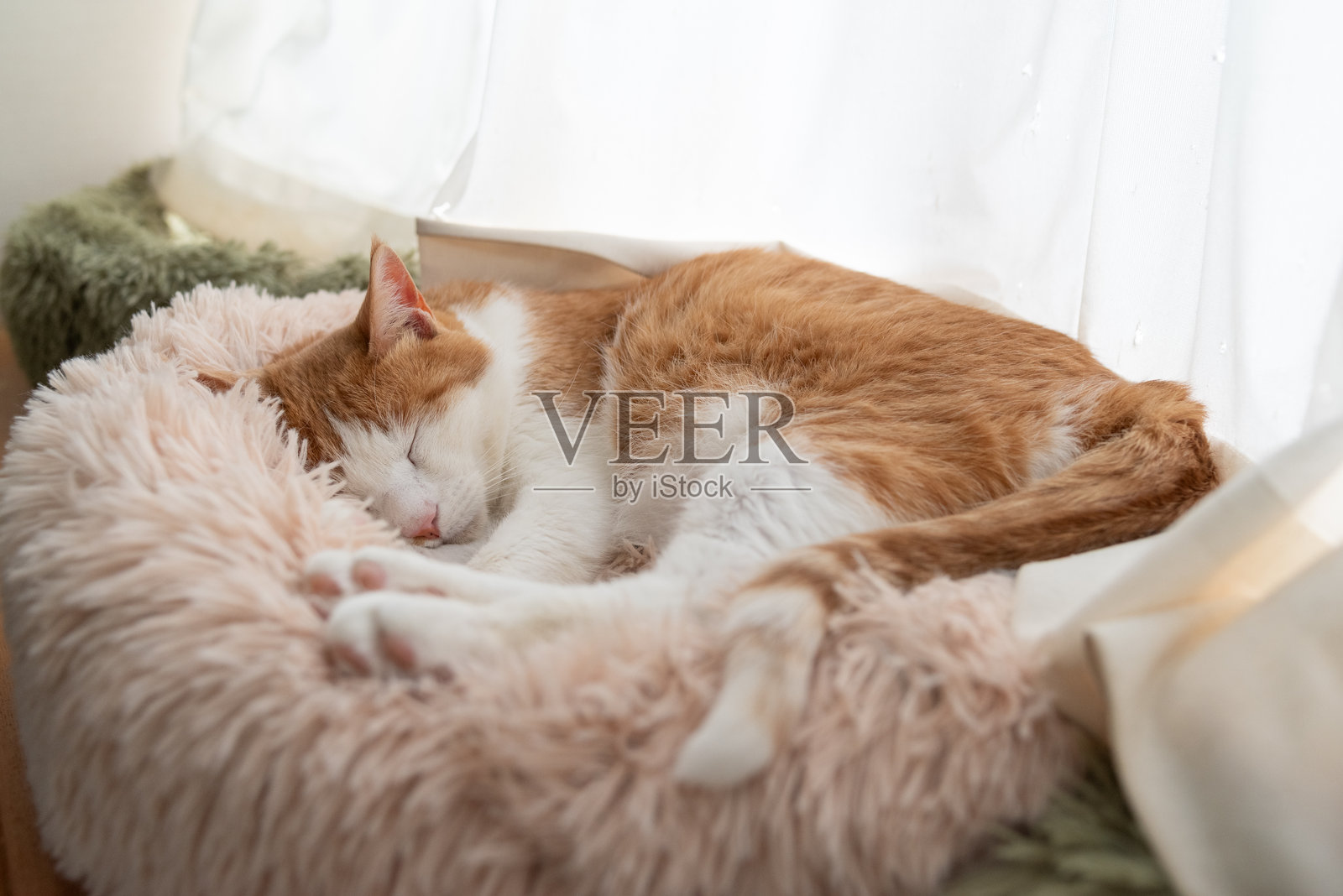 可爱的猫咪在窗边睡觉照片摄影图片