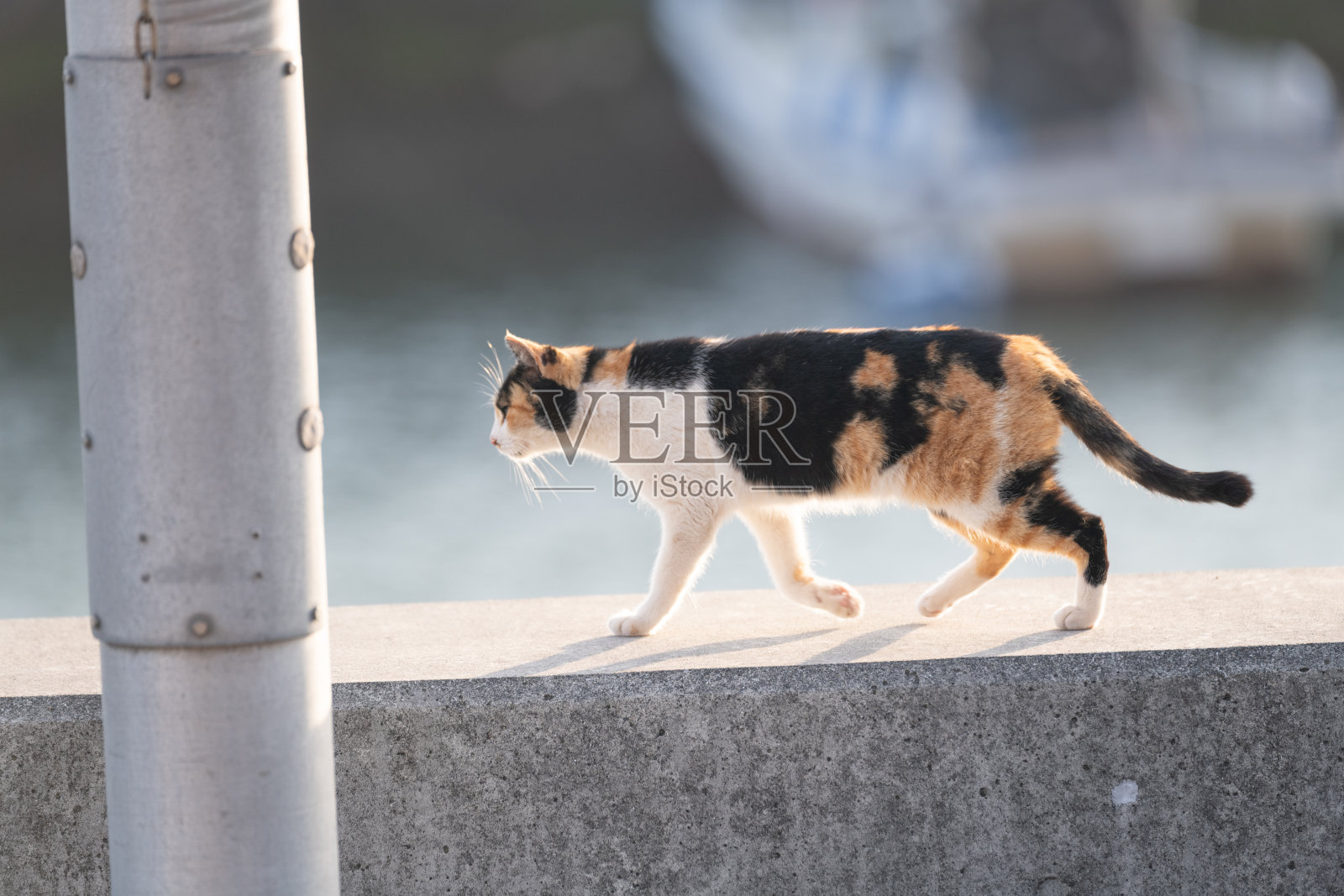 可爱的猫咪在堤岸上散步照片摄影图片