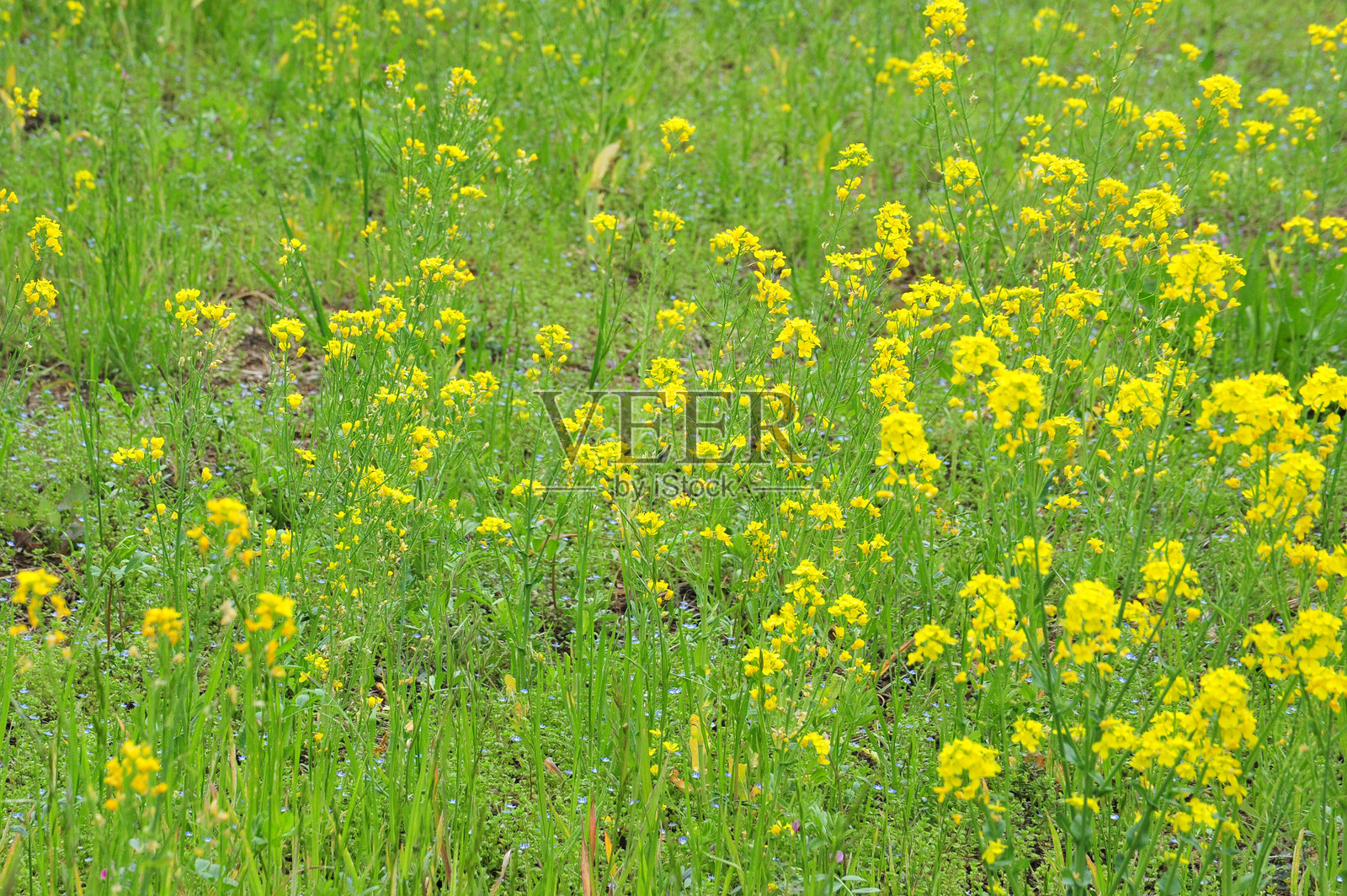 油菜花田照片摄影图片