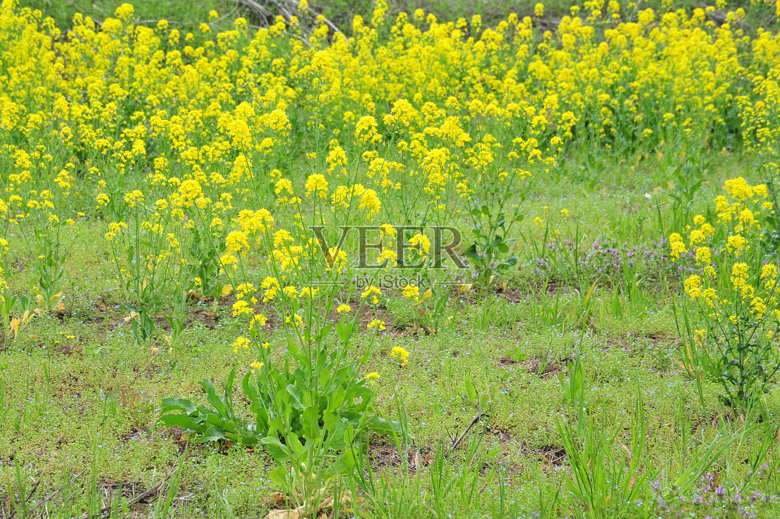 油菜花田照片摄影图片