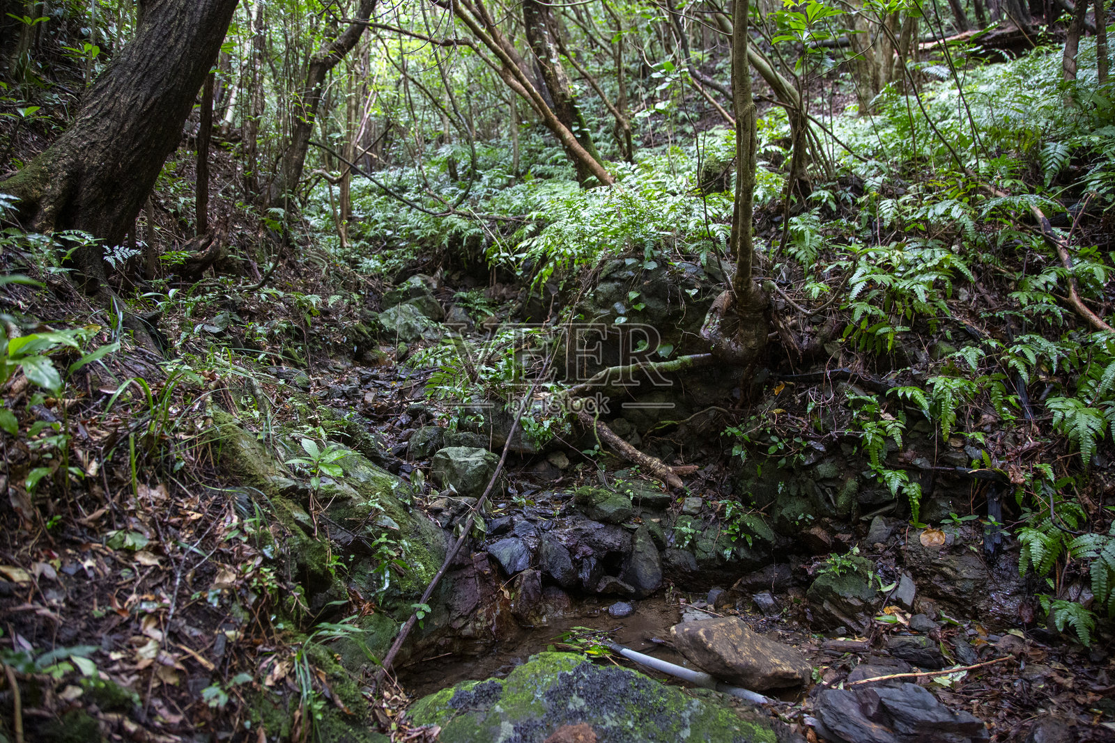 奄美大岛森林，日影边缘森林，自然，创造力照片摄影图片