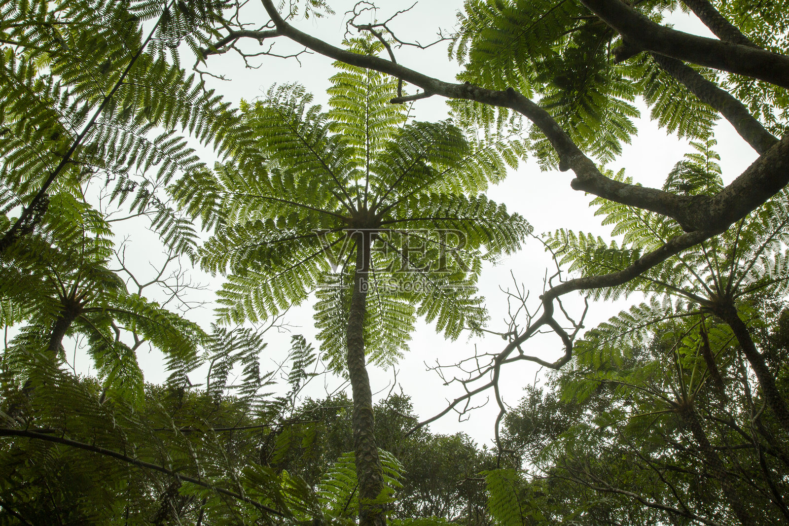 奄美大岛森林，日影边缘森林，自然，创造力照片摄影图片
