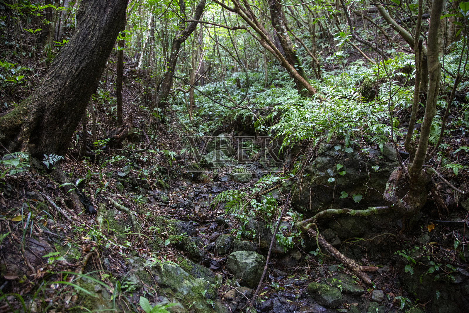 奄美大岛森林，日影边缘森林，自然，创造力照片摄影图片