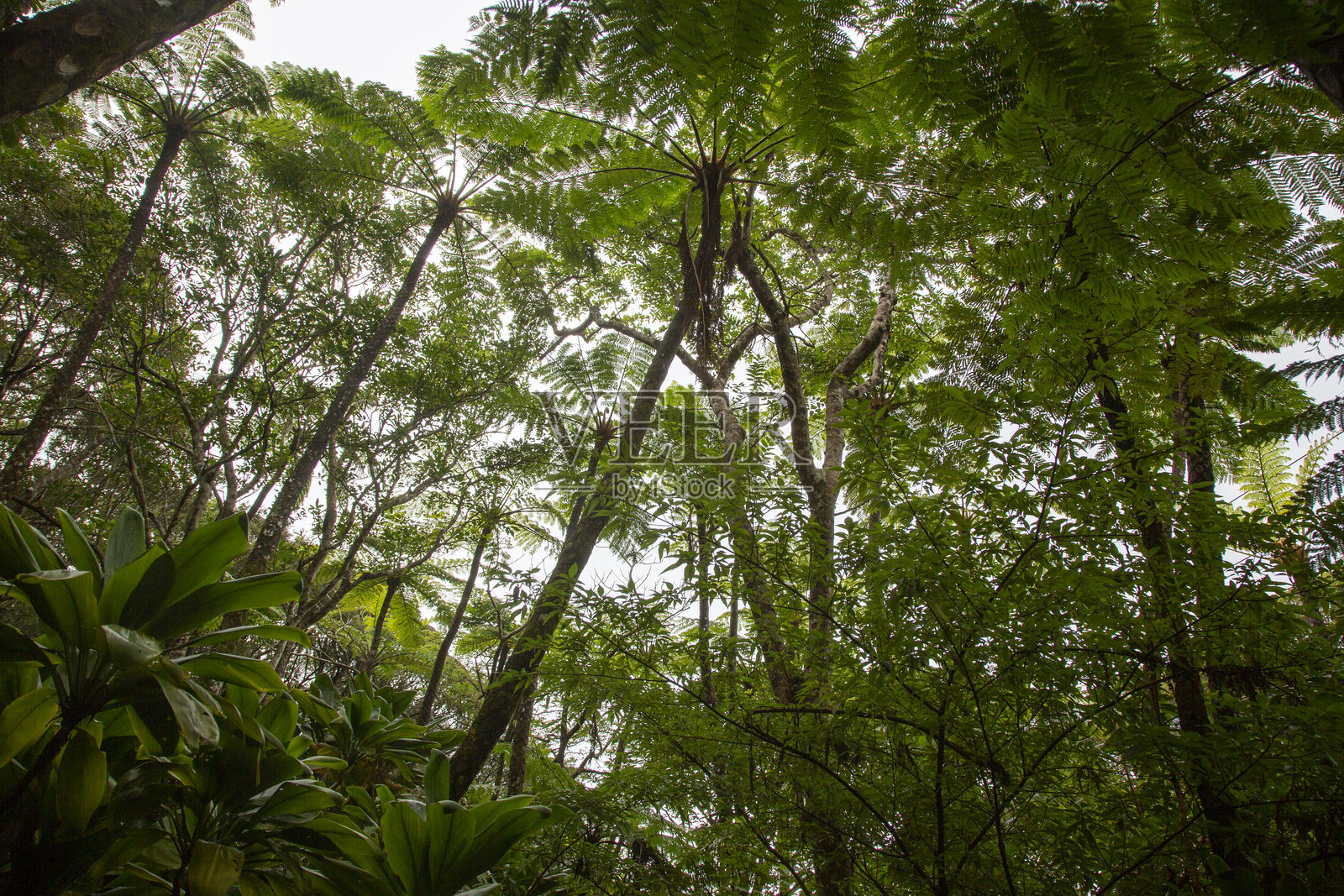 奄美大岛森林，日影边缘森林，自然，创造力照片摄影图片