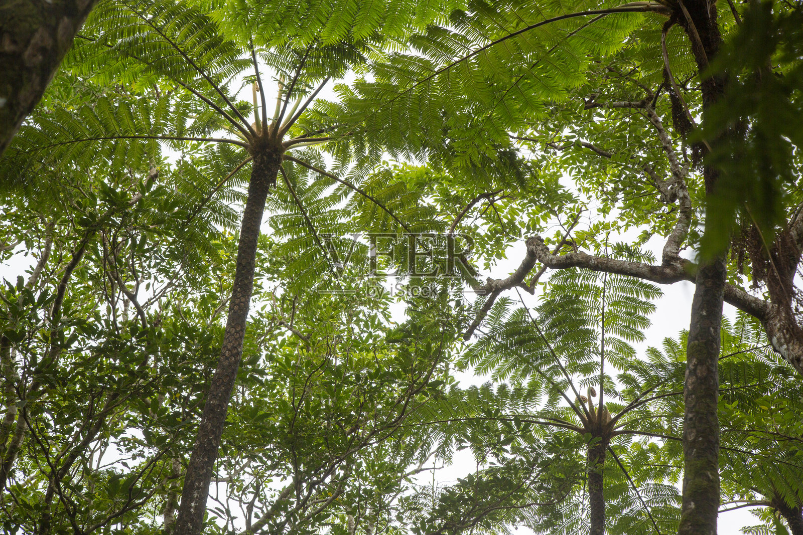 奄美大岛森林，日影边乡森林，自然，创造力照片摄影图片