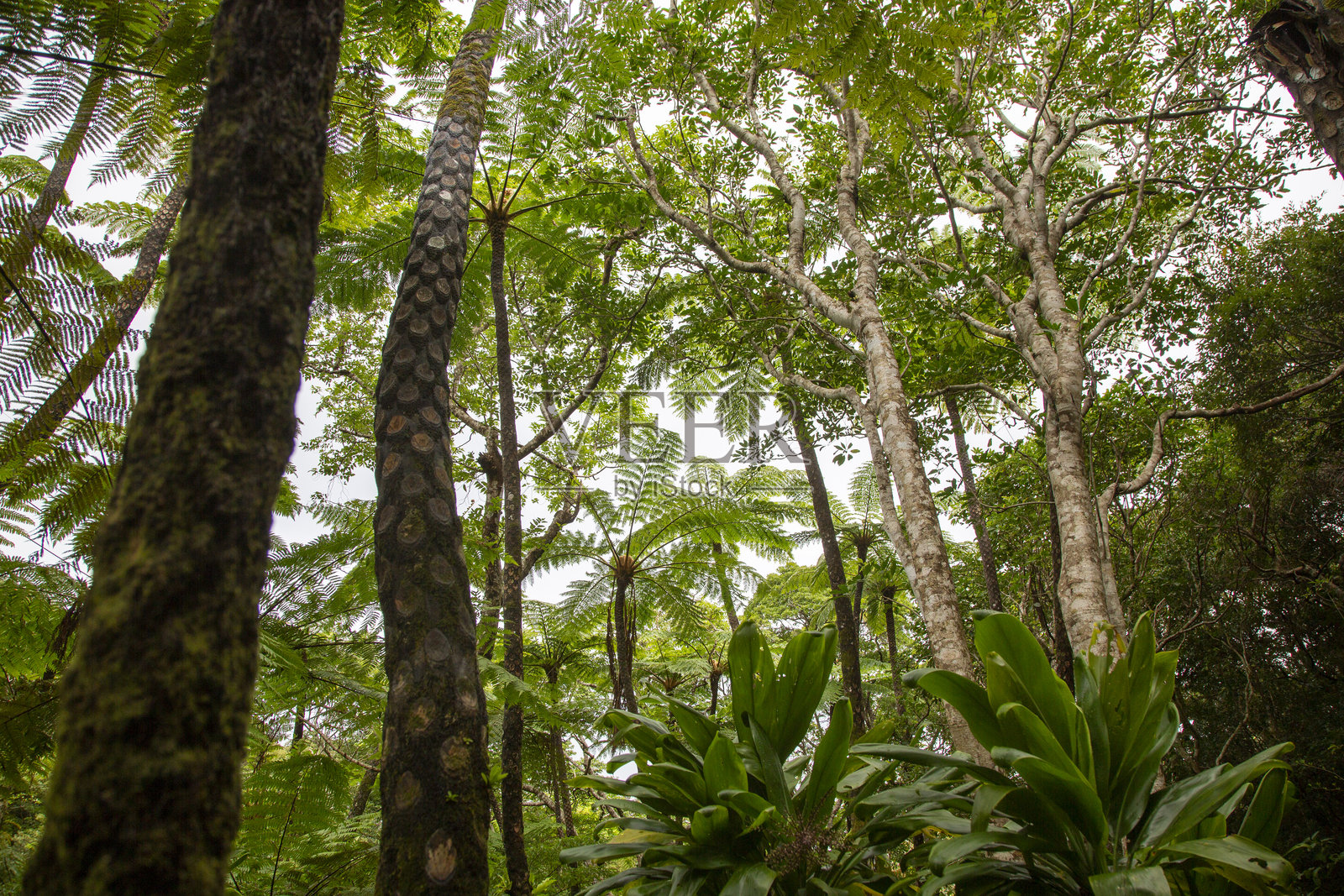 奄美大岛森林，日影边缘森林，自然，创造力照片摄影图片