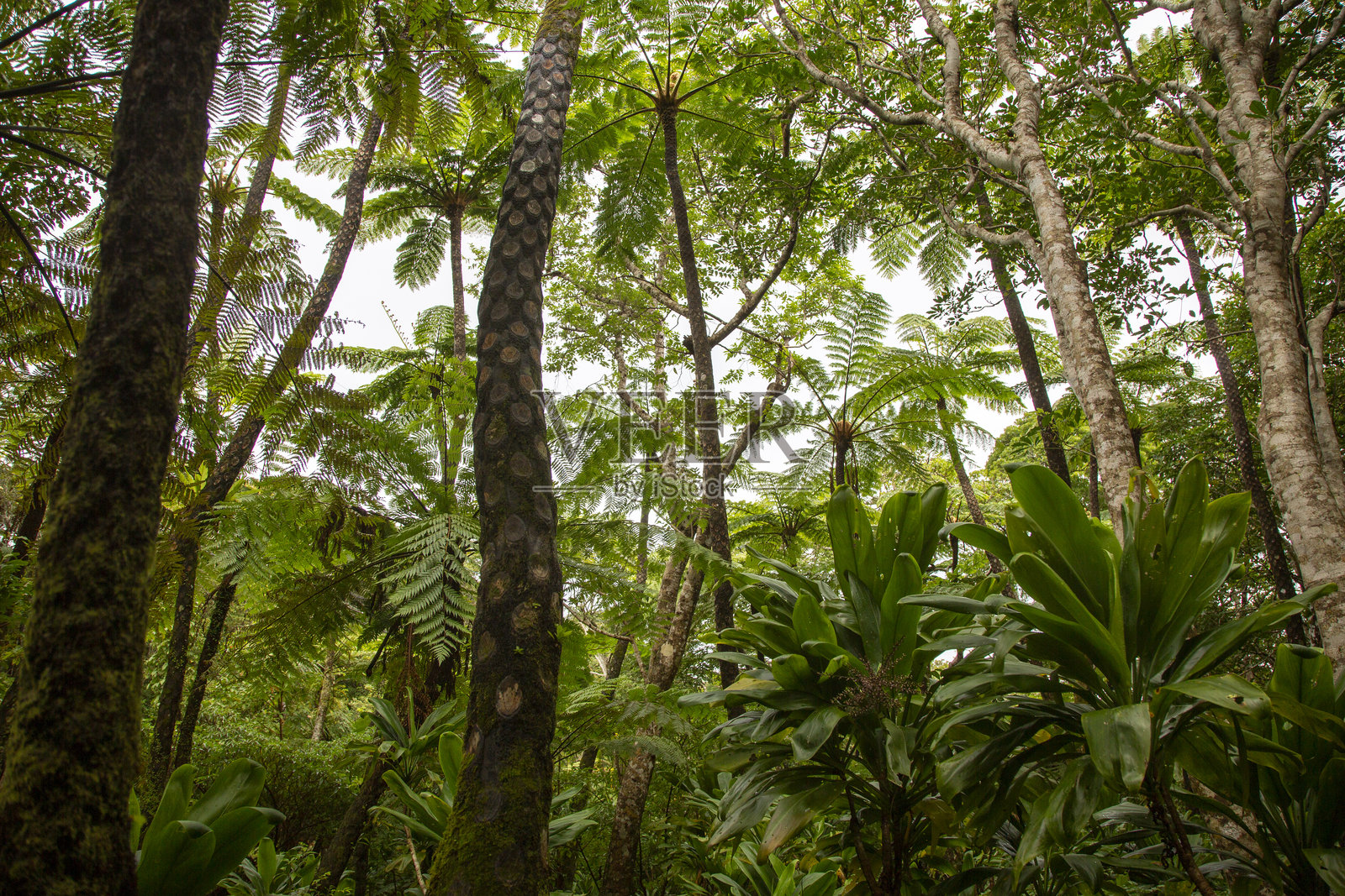 奄美大岛森林，日影边缘森林，自然，创造力照片摄影图片
