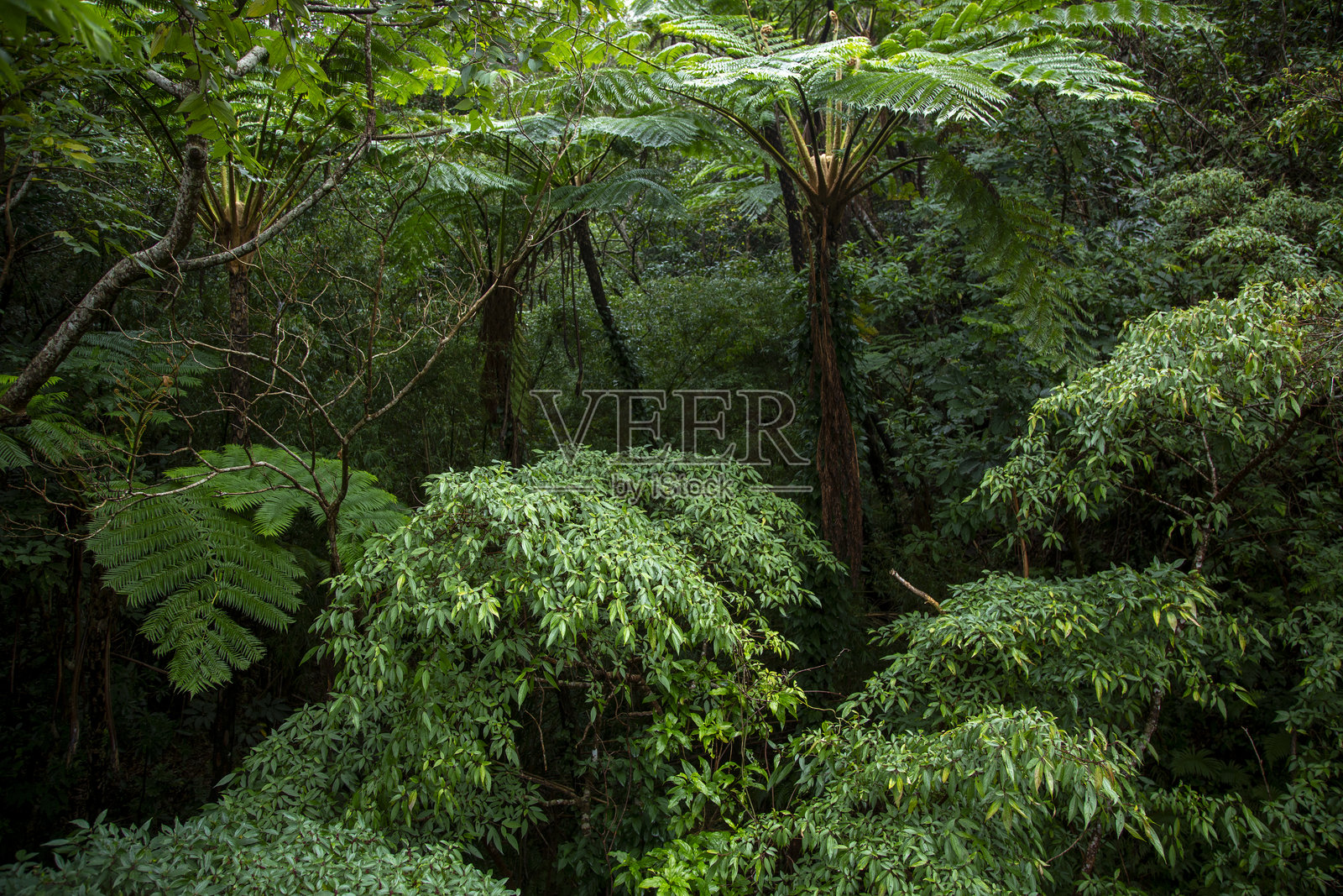 奄美大岛森林，日影边乡森林，自然，创造力照片摄影图片