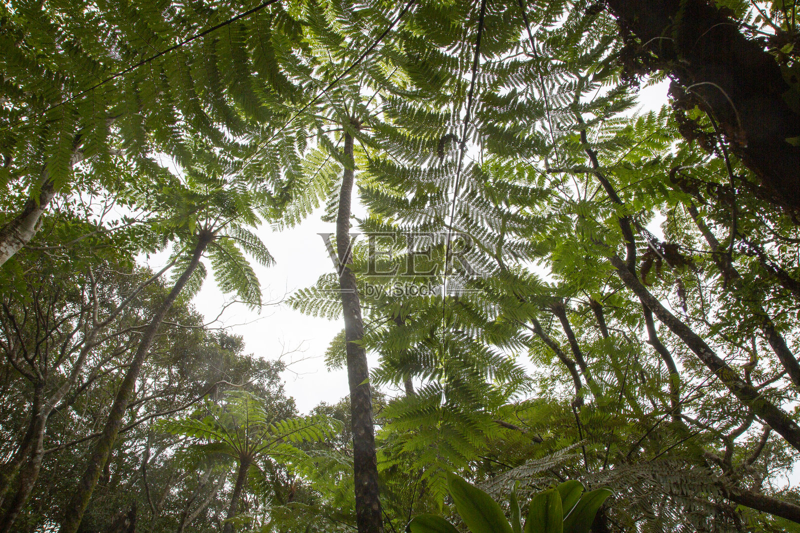 奄美大岛森林，日影边缘森林，自然，创造力照片摄影图片