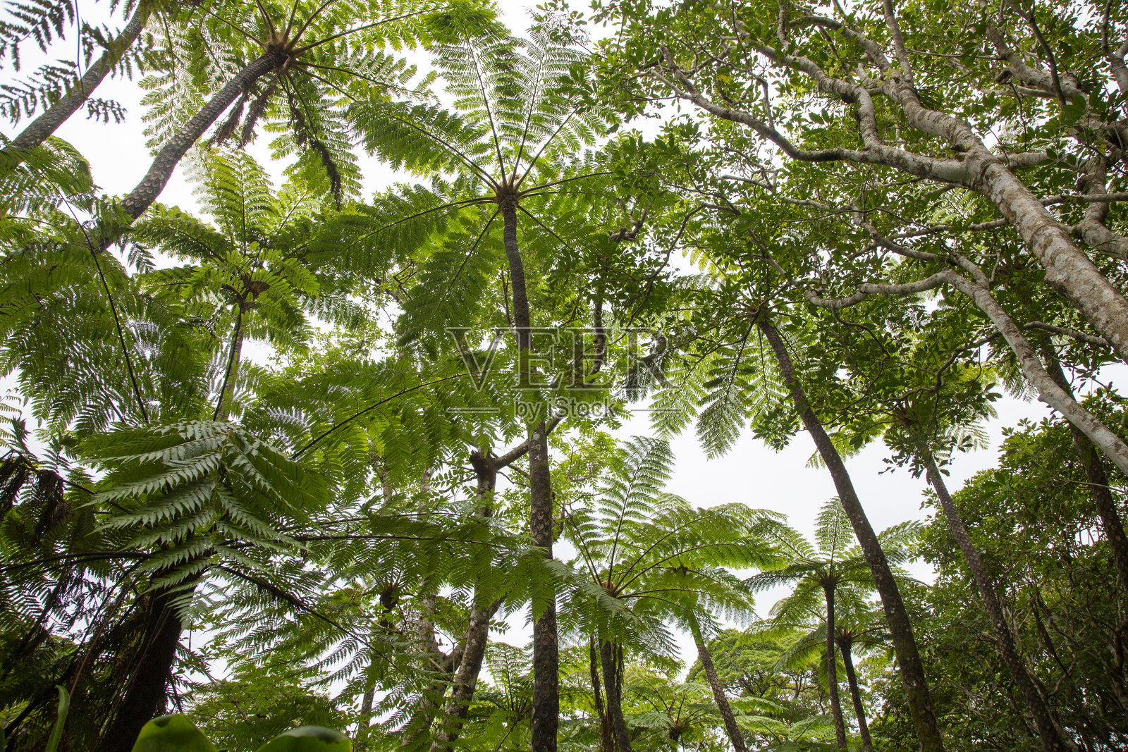 奄美大岛森林，日影边缘森林，自然，创造力照片摄影图片