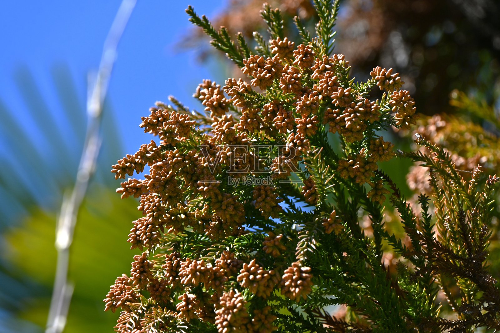日本杉花。柏科常绿针叶树。照片摄影图片