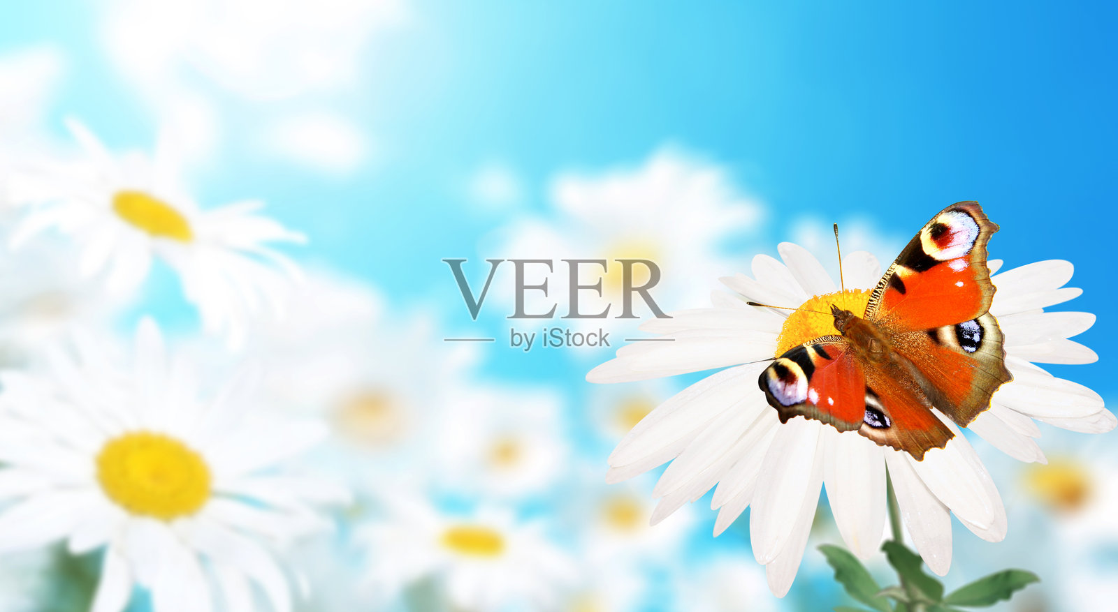 孔雀蝶停在野生洋甘菊花上，背景是阳光明媚的春天草地。夏季场景中，洋甘菊花与蓝天相映成趣。这是一张色彩斑斓、柔和虚焦的风景照片。照片摄影图片