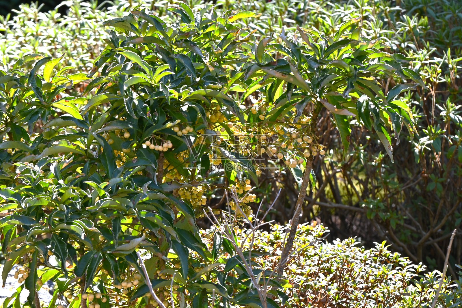 珊瑚灌木（Ardisia crenata）黄色浆果。报春花科常绿灌木Ardisia。照片摄影图片