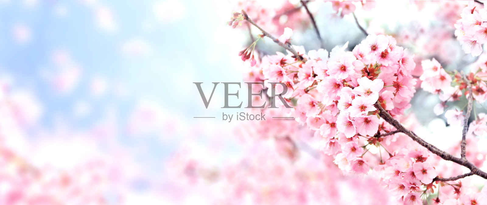 阳光明媚的背景下，粉色樱花的横幅。美丽的春季自然背景，盛开的樱花枝条。日本樱花盛开的季节。照片摄影图片