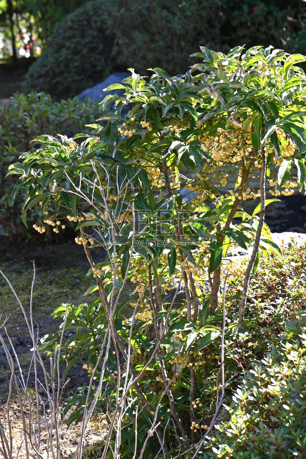 珊瑚灌木（Ardisia crenata）黄果。报春花科常绿灌木Ardisia。照片摄影图片