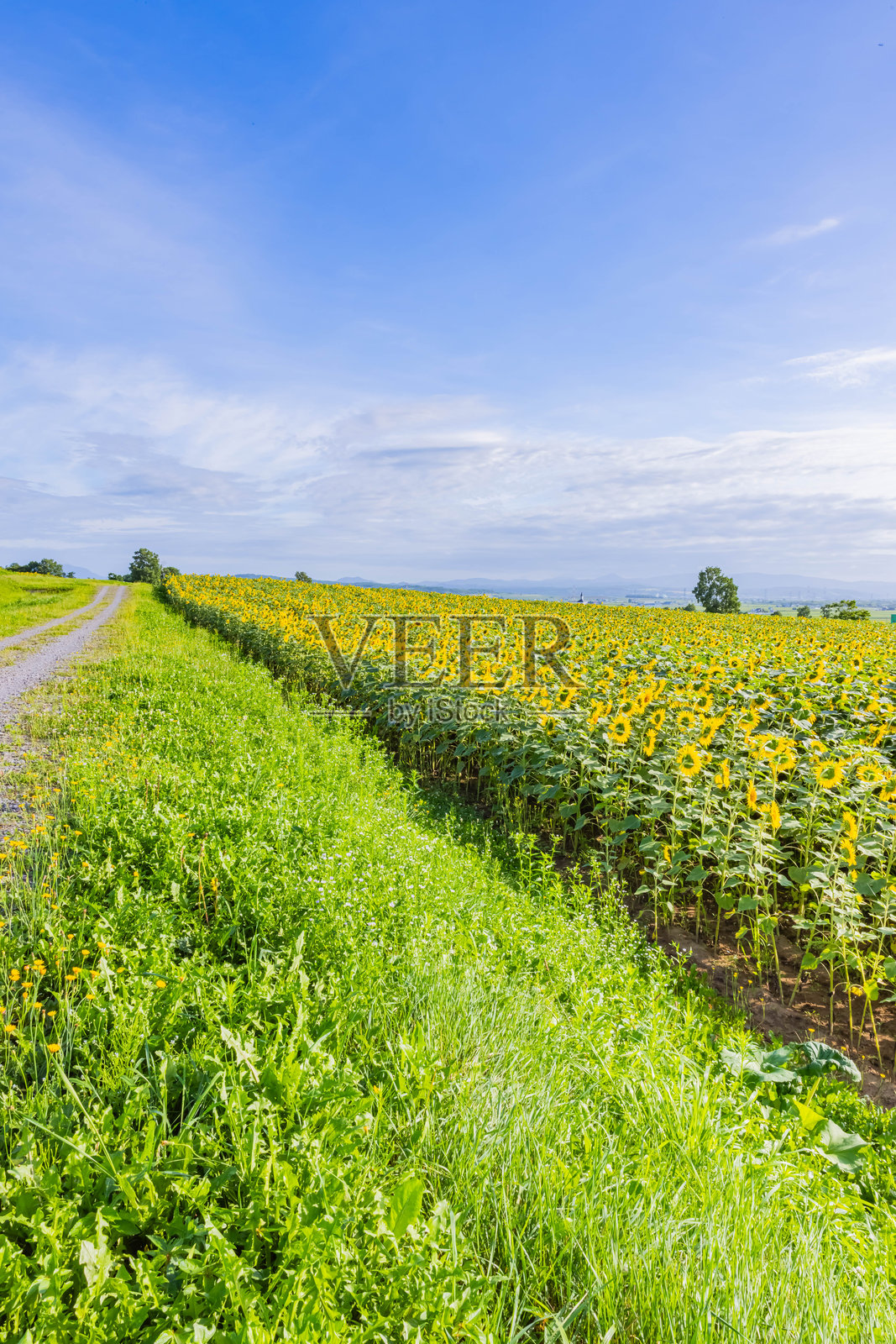 日本北海道的向日葵田照片摄影图片