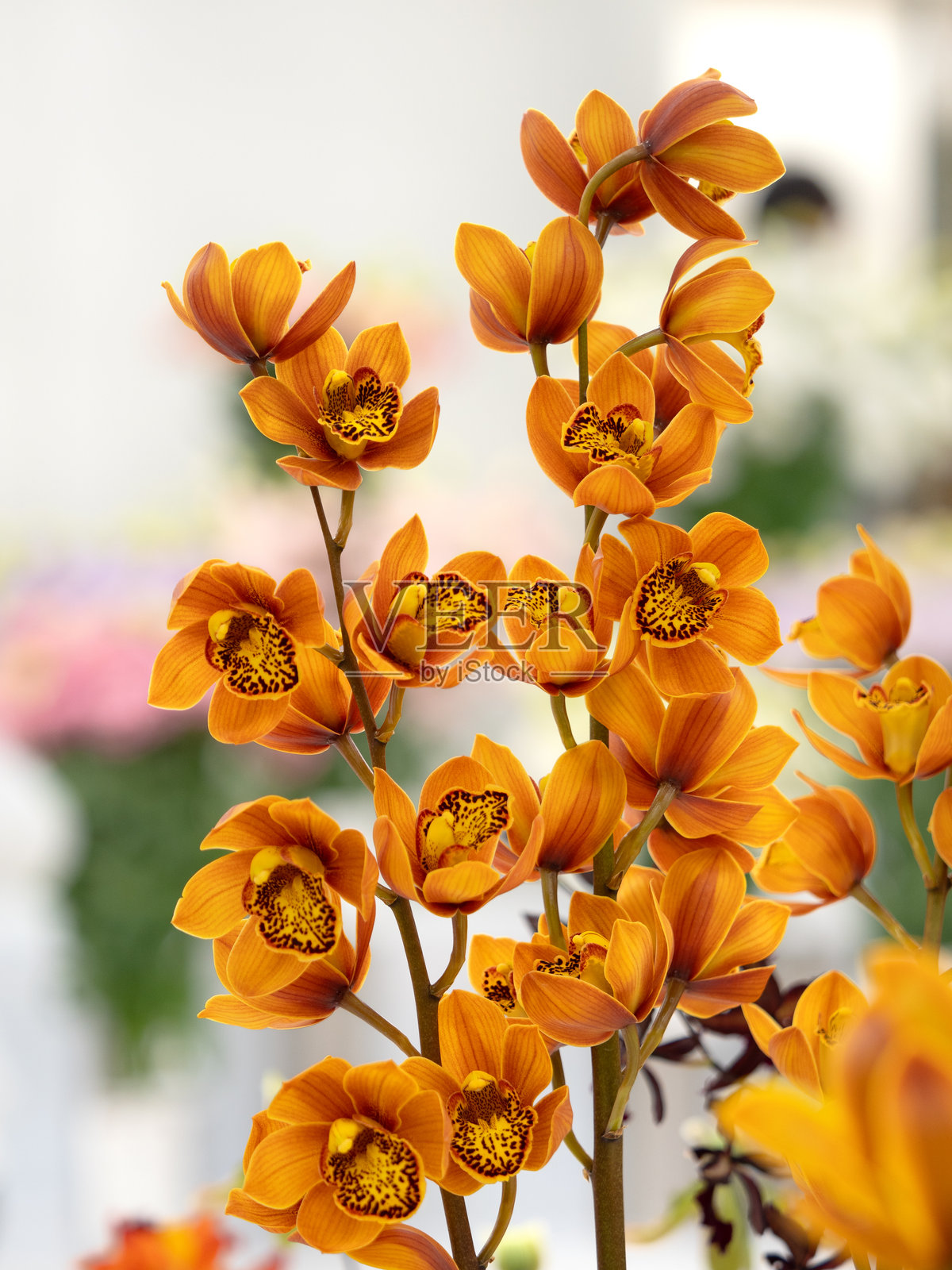 切花：兰花照片摄影图片