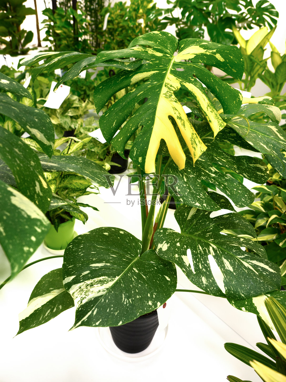 泰国星座龟背竹照片摄影图片