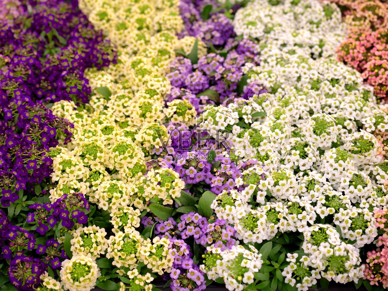 阿利苏姆花苗照片摄影图片