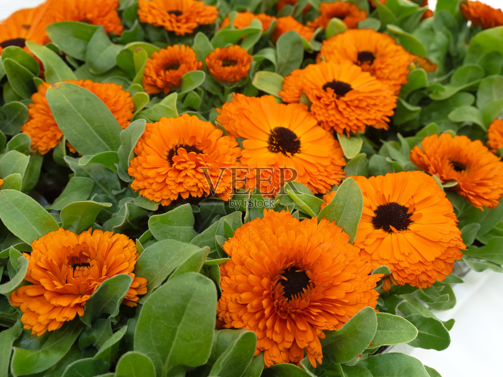 金盏菊花苗照片摄影图片