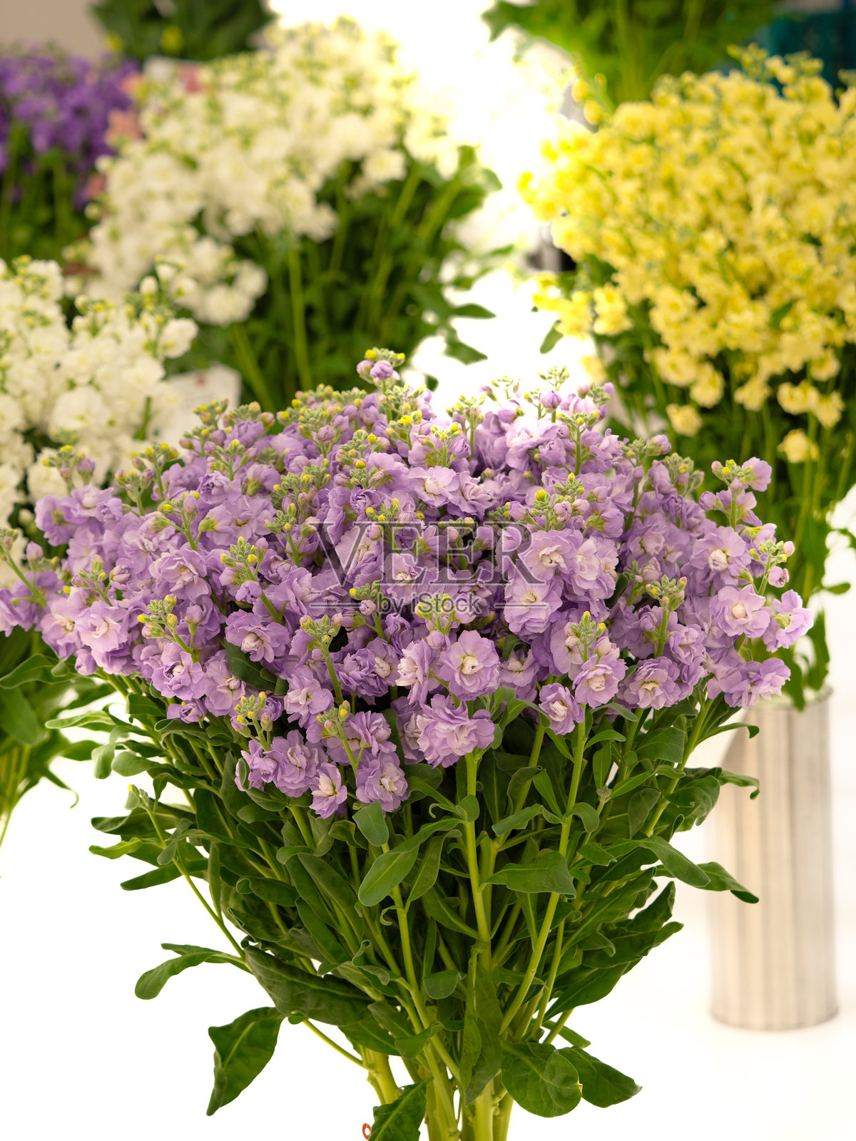 切花库存照片摄影图片