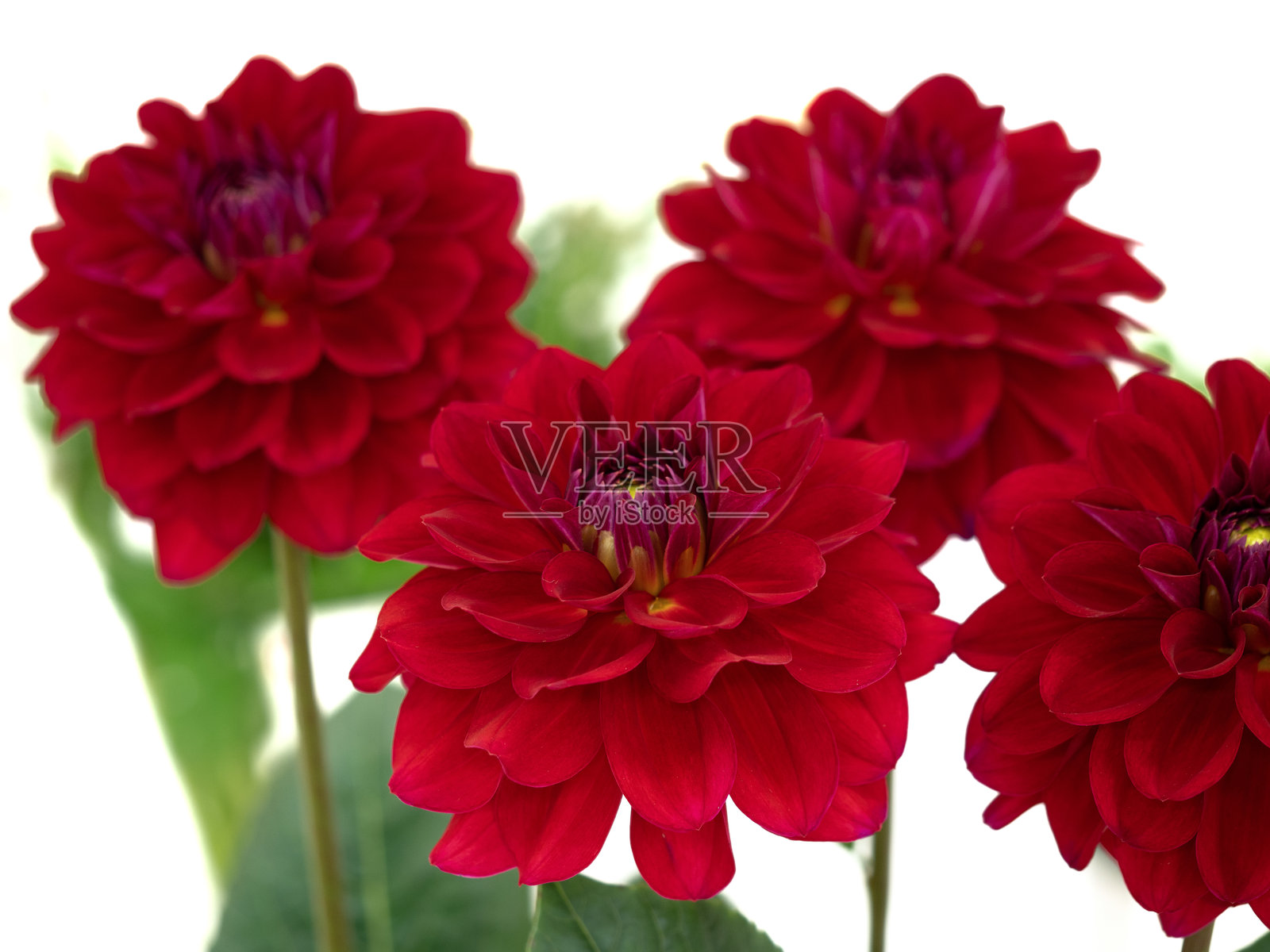 切花，大丽花照片摄影图片