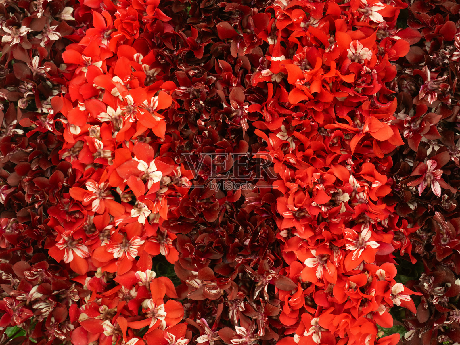 迷你仙客来幼苗照片摄影图片