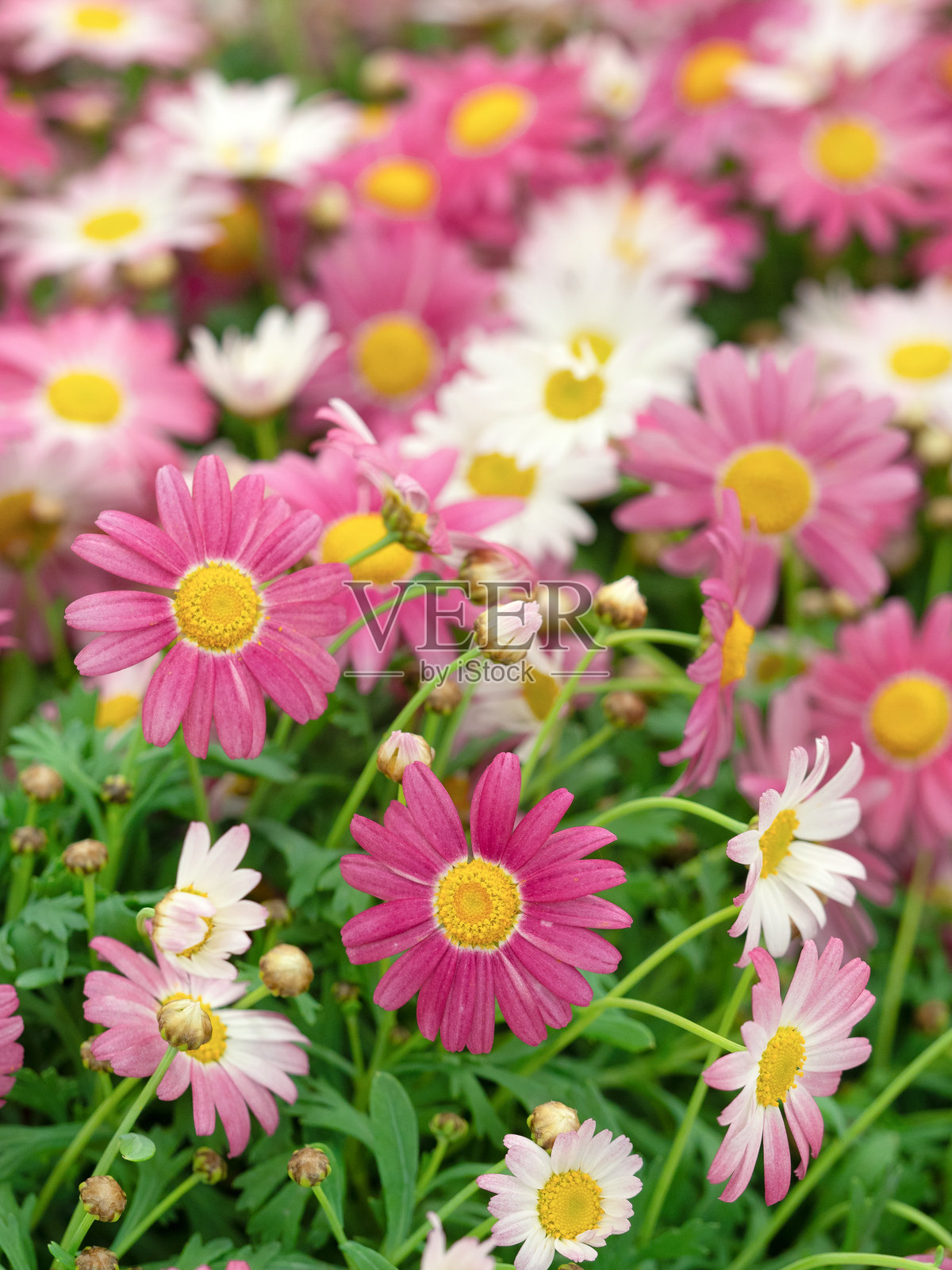 粉色雏菊照片摄影图片