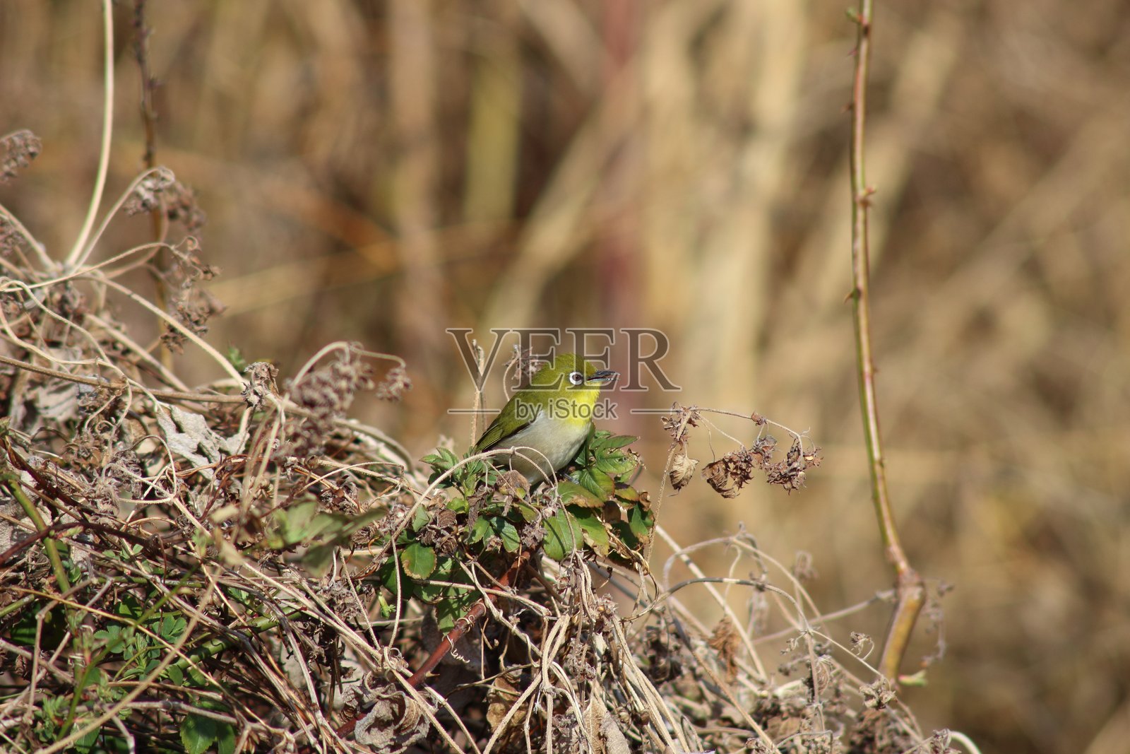 一只休息的日本白眼鸟，栖息在树枝间，显得十分可爱。照片摄影图片