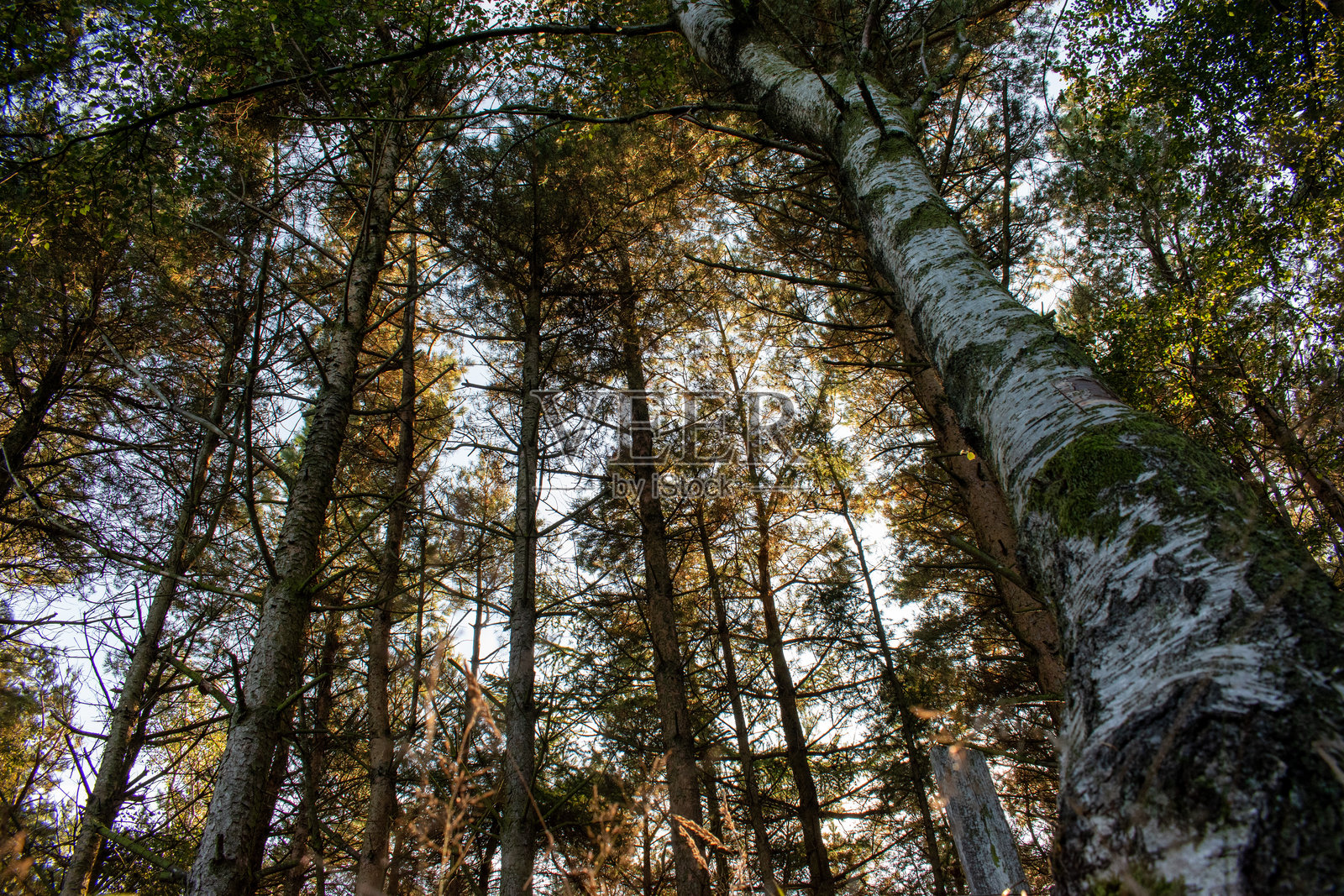 林中的高大树木照片摄影图片