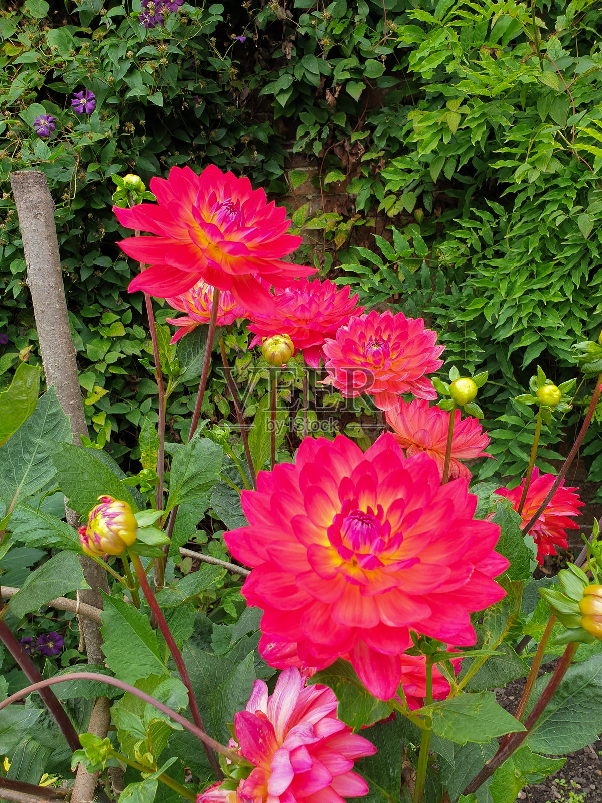 德比郡（英国）花园中盛开的大丽花照片摄影图片