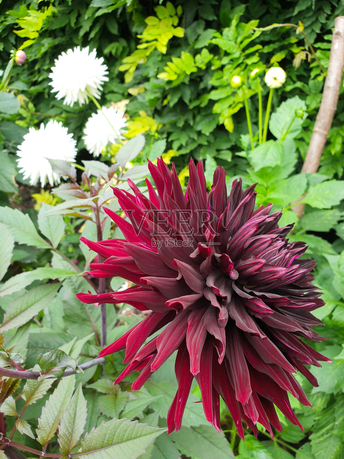 德比郡（英国）花园中盛开的大丽花照片摄影图片